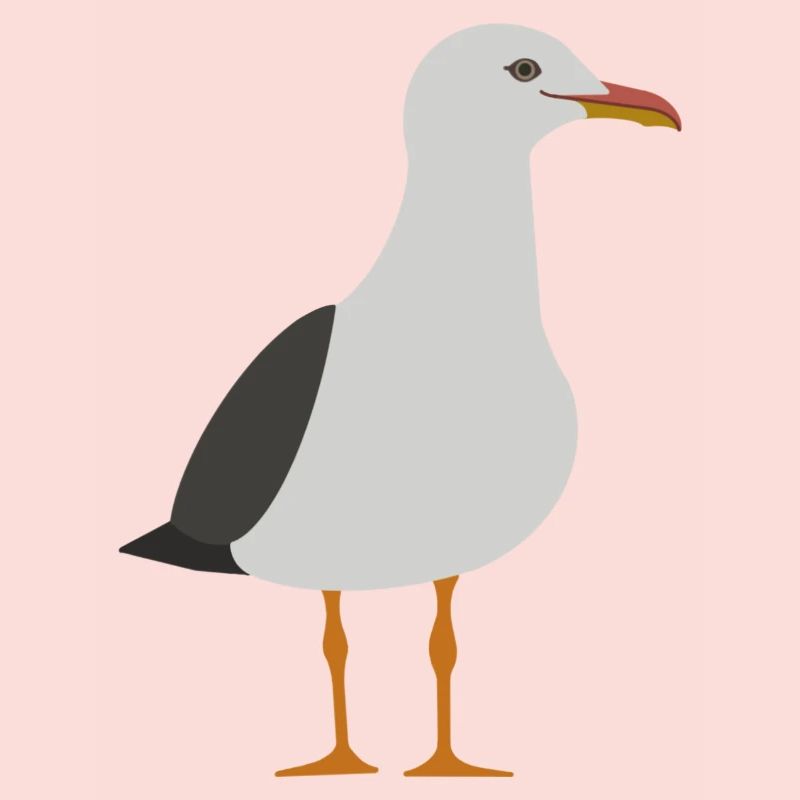 Möwe