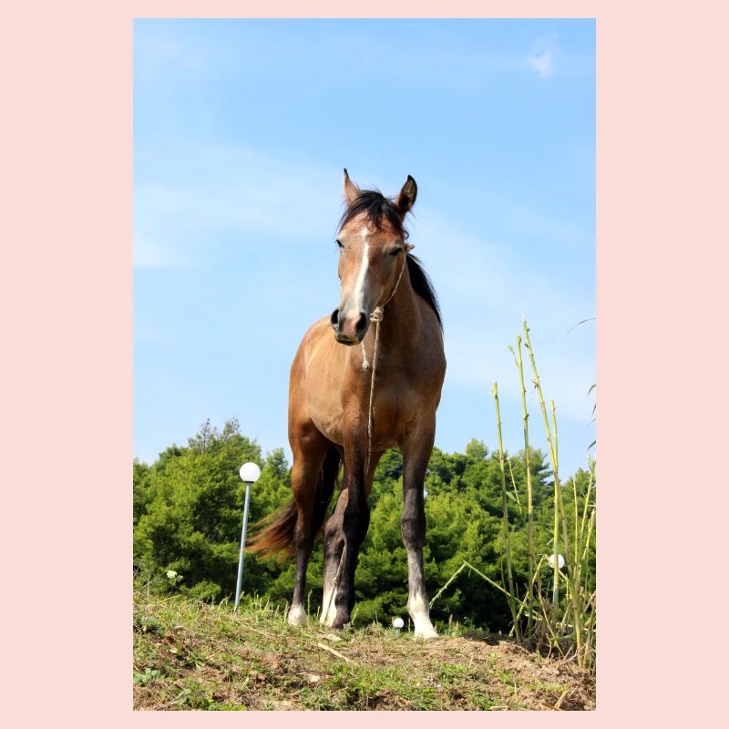 Affiche Cheval Cheval