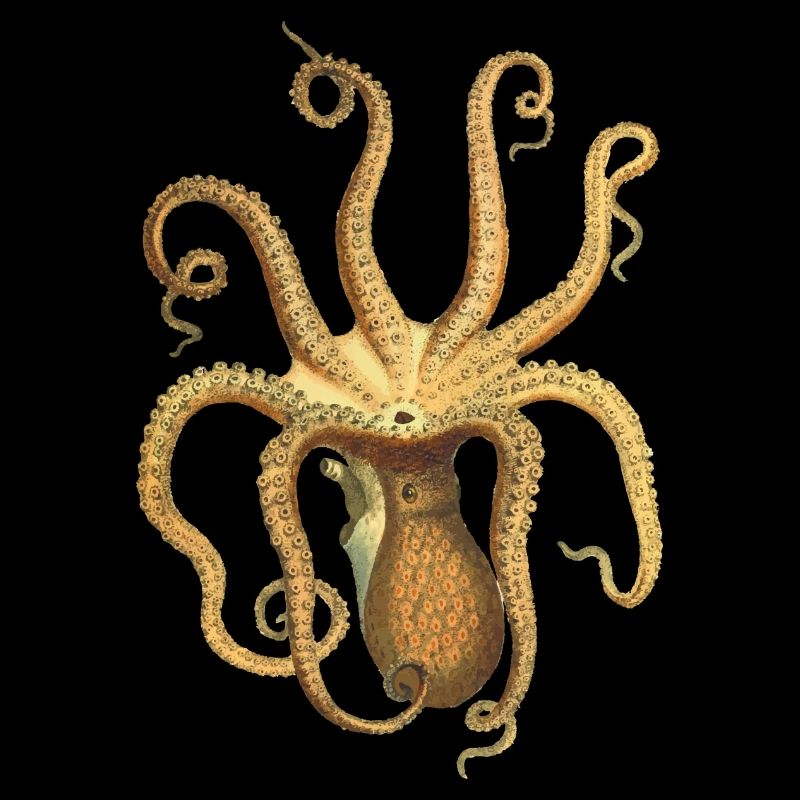 squid giant octopus octopus octopus squid sepia fish