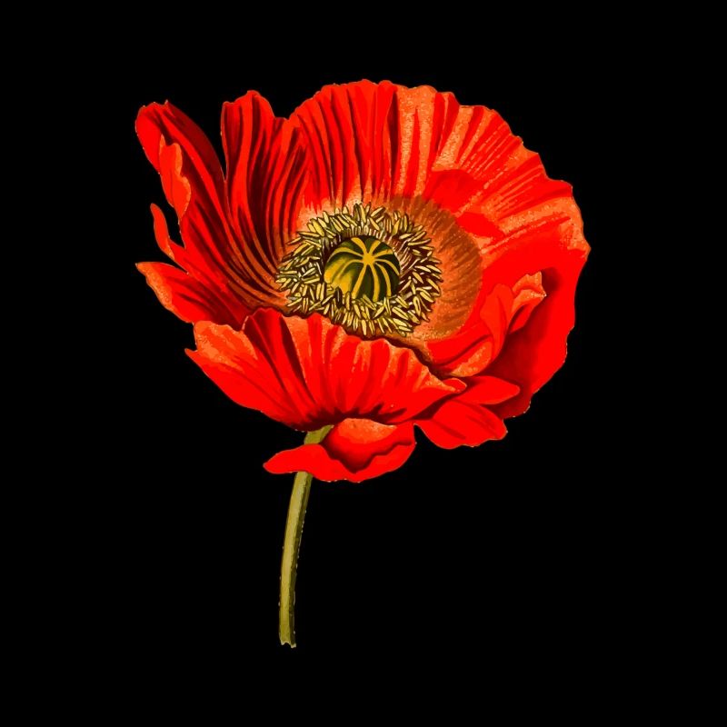 Mohn Blume