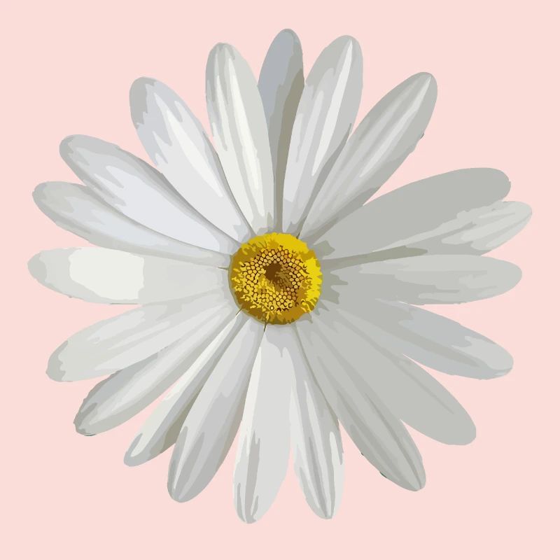 Gänseblümchen