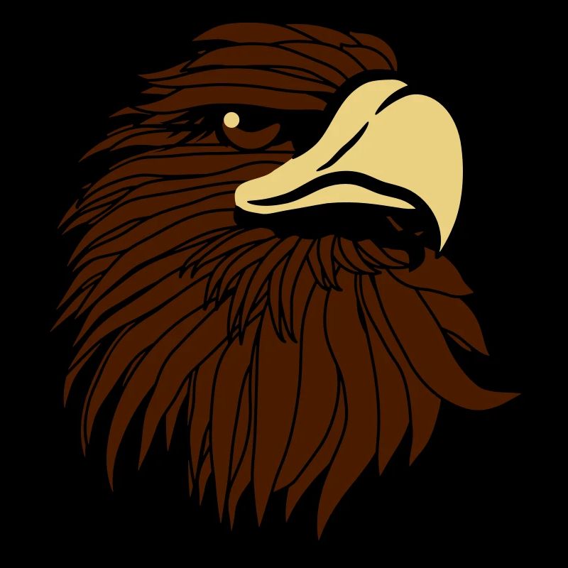 Aigle aigle chauve
