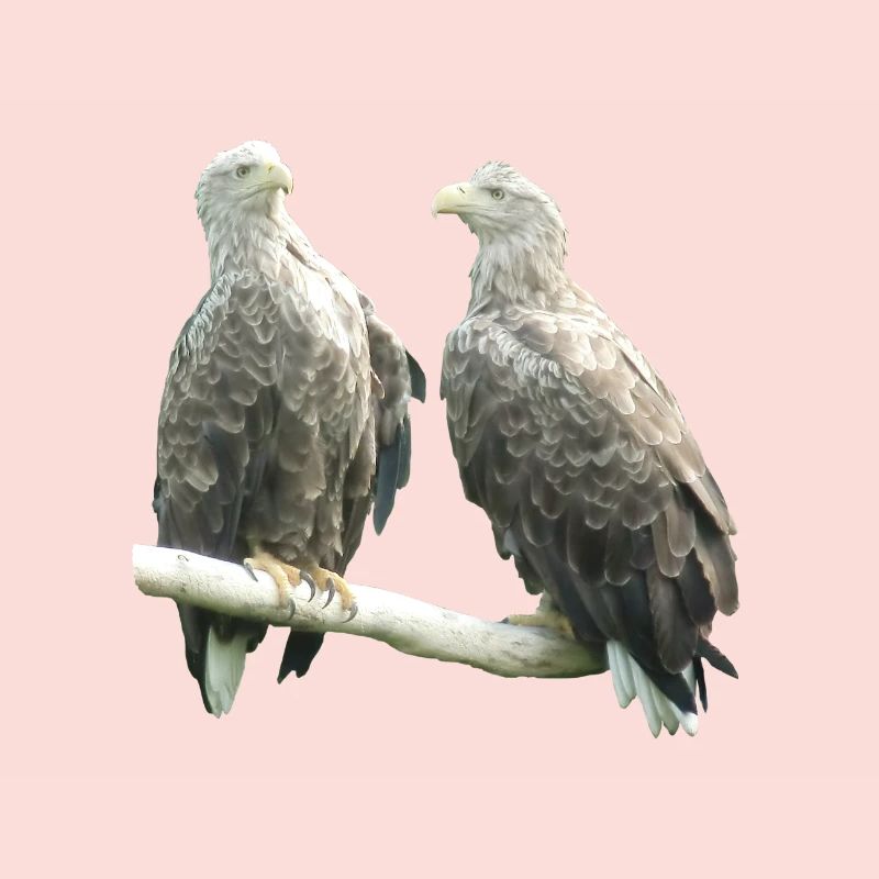 White-tailed eagle