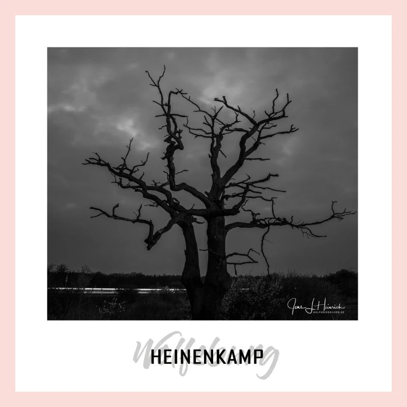Wolfsburger Baum im Heinenkamp