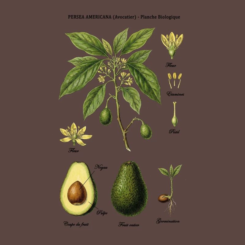 Botanical Board Avocado Tree Naturstudie