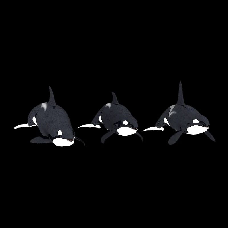 Three killer whales, orca, killer whale