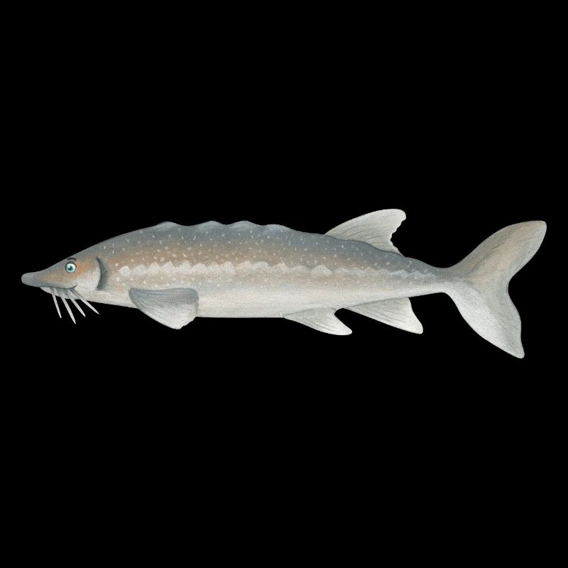 Sturgeon