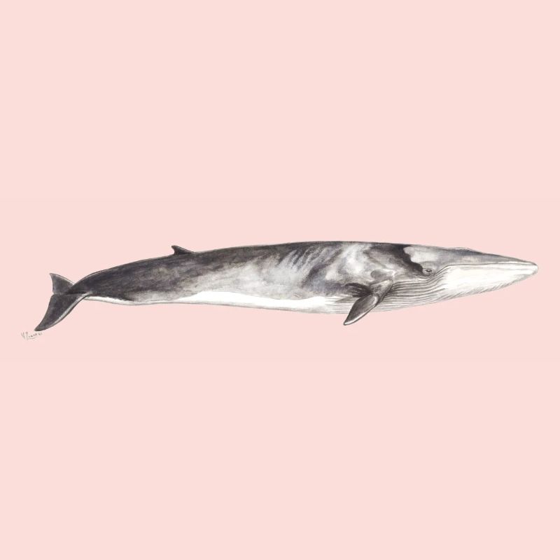 Rorqual commun Balaenoptera physalus