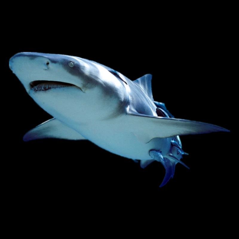 requin