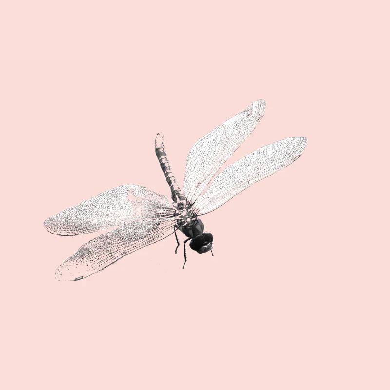 Libelle