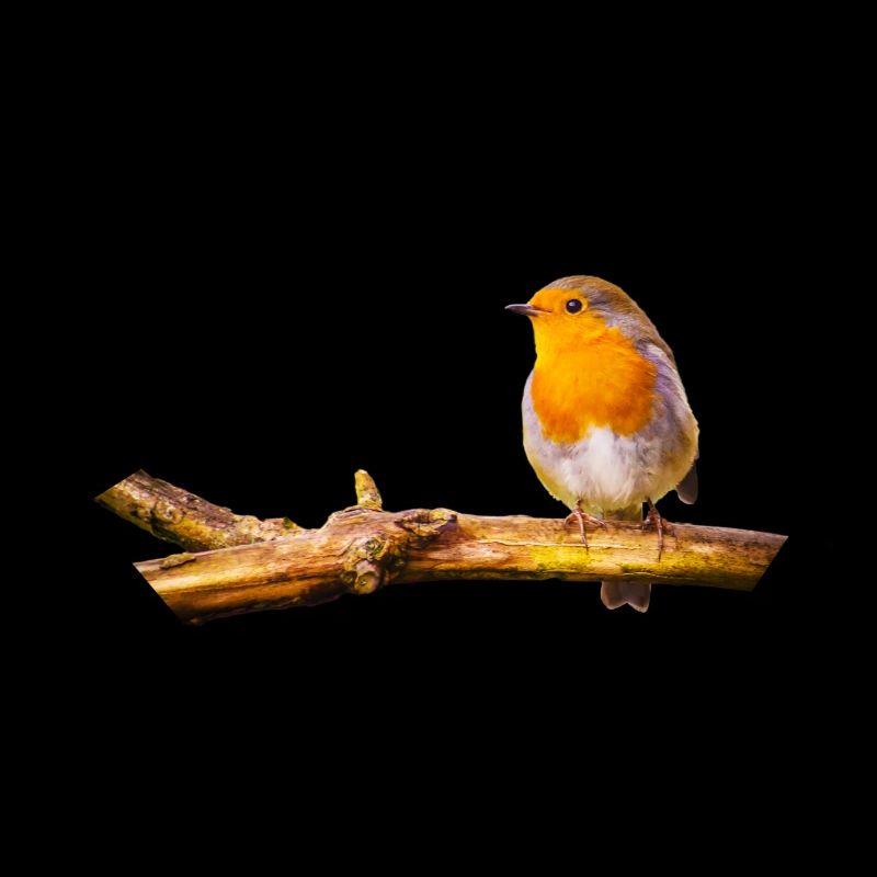 Robin