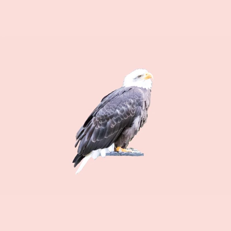 Eagle