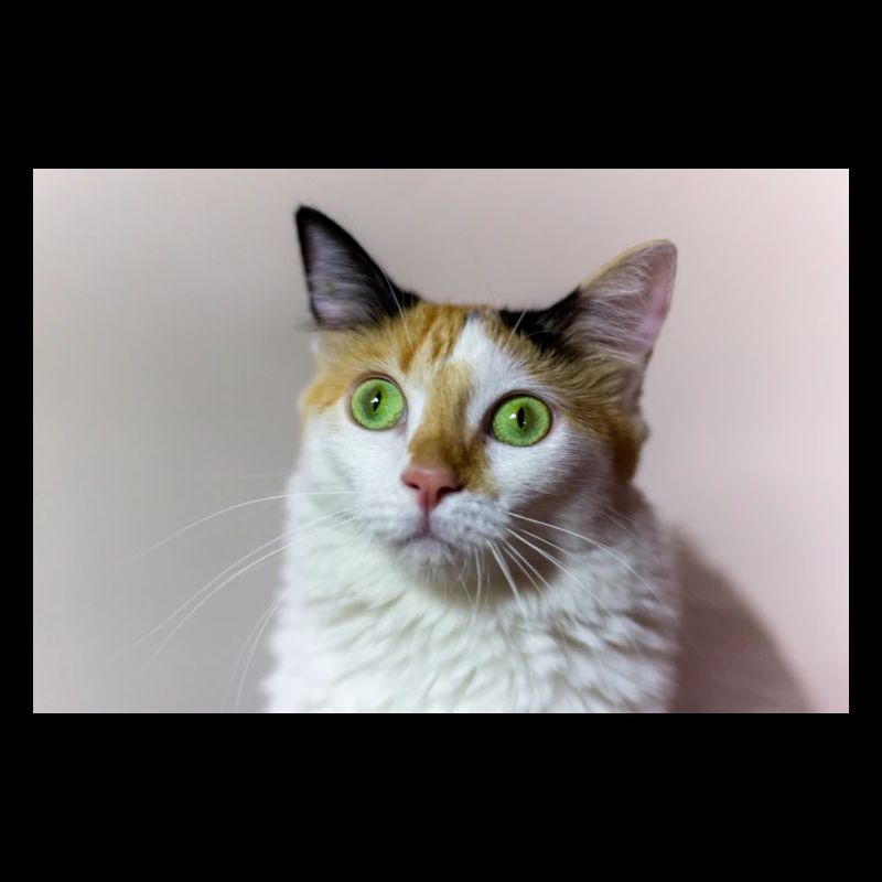 le chat