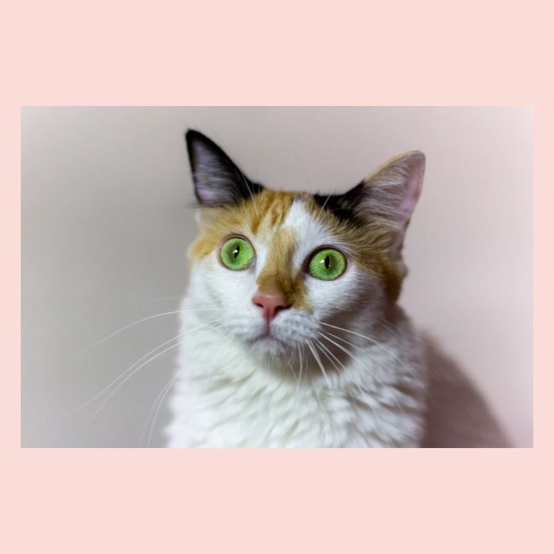 le chat
