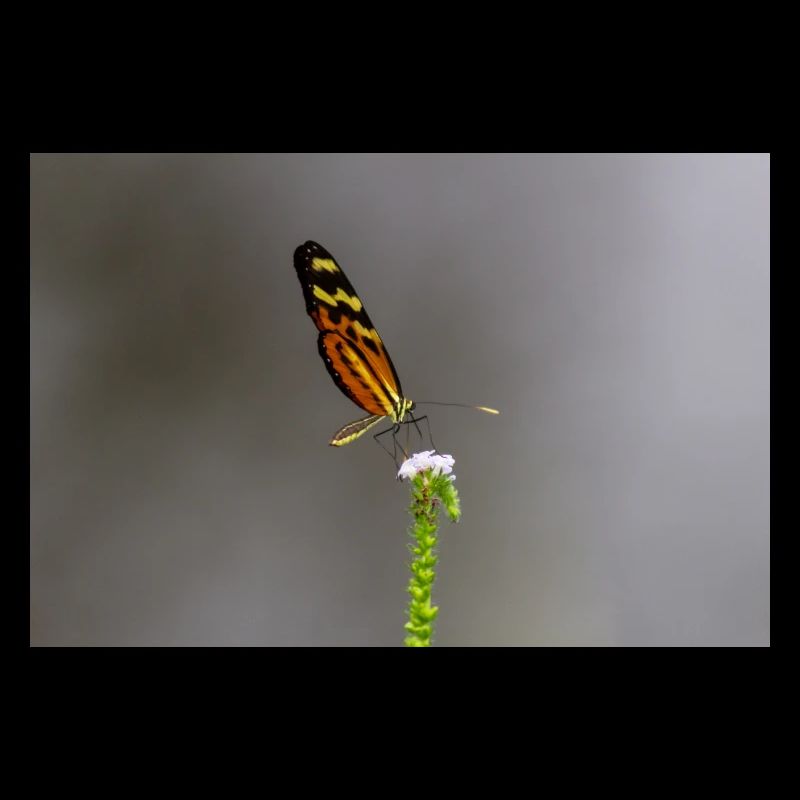 Der Schmetterling auf der Blume