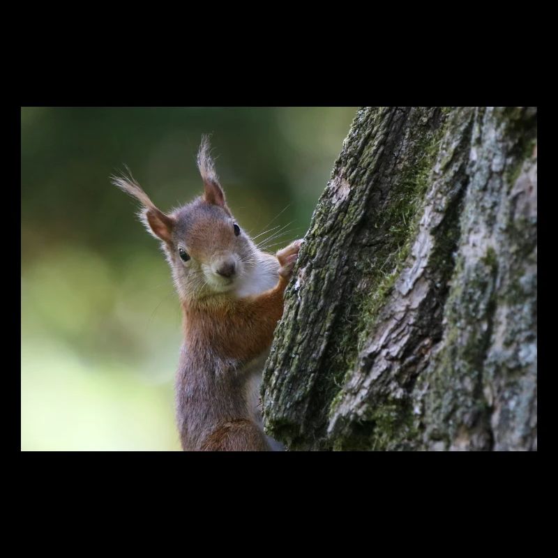 Eichhörnchen,Isibat