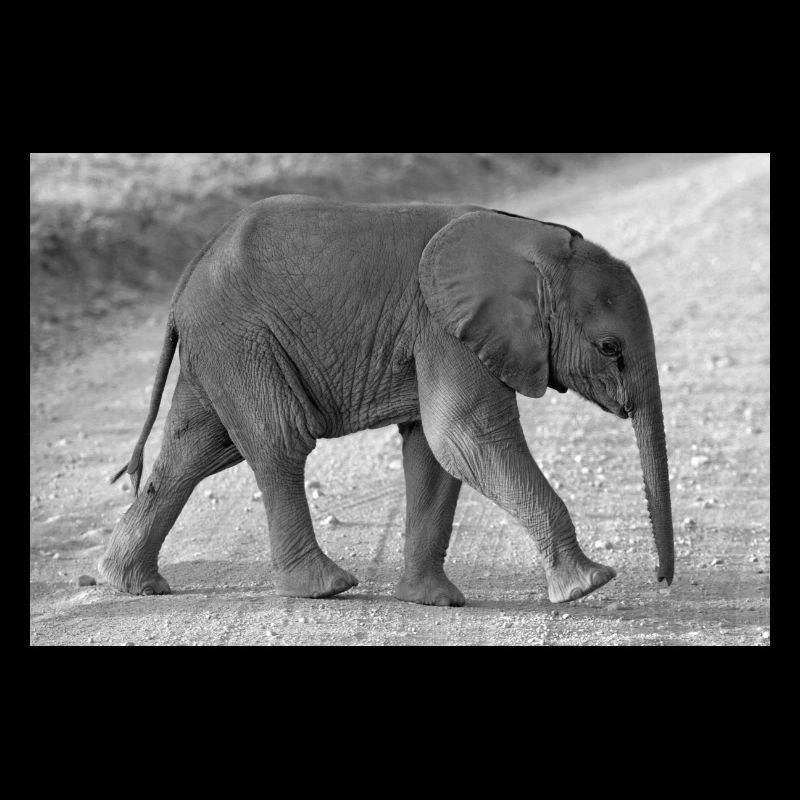Bébé éléphant