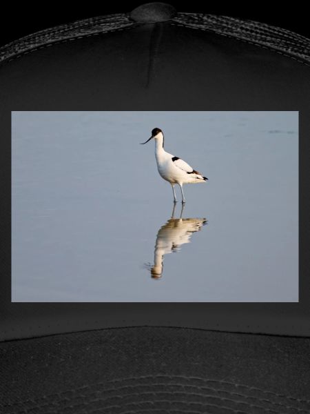 Avocet