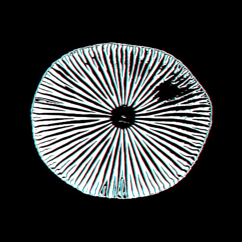 Champignons magiques psychédéliques impression 3D minimale