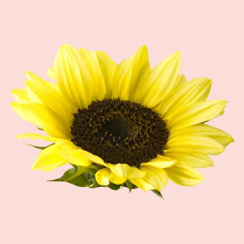 Sonnenblume