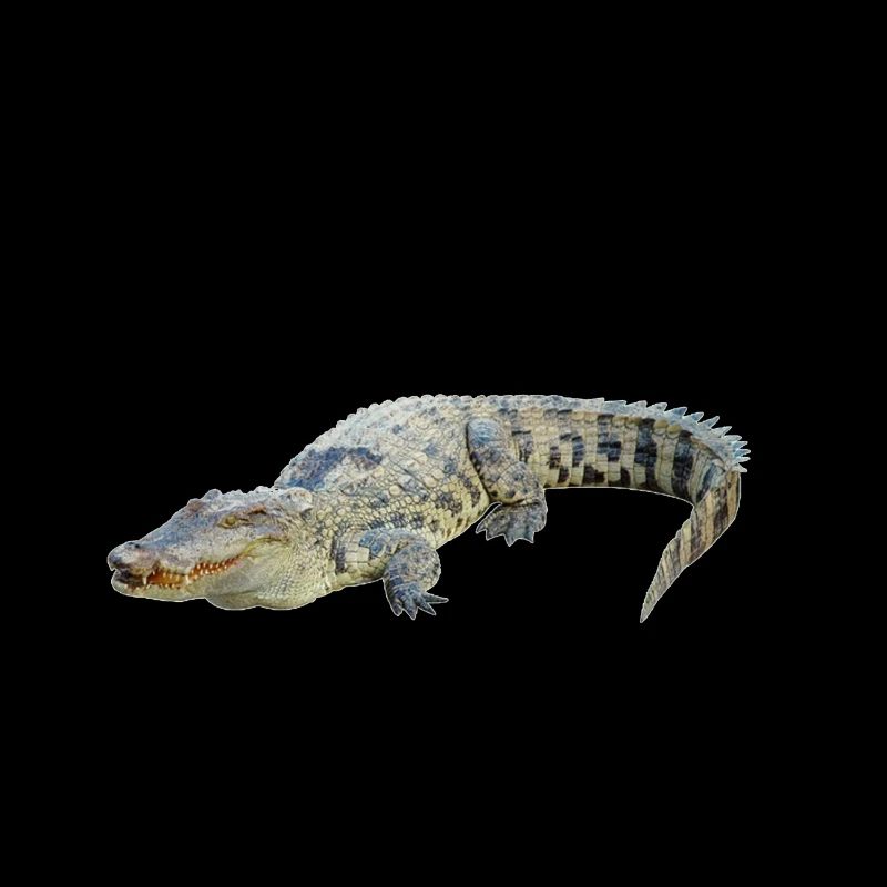 Aligator
