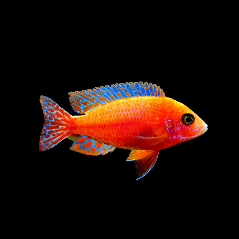 Fisch bunt