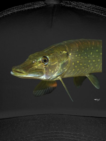 Brochet
