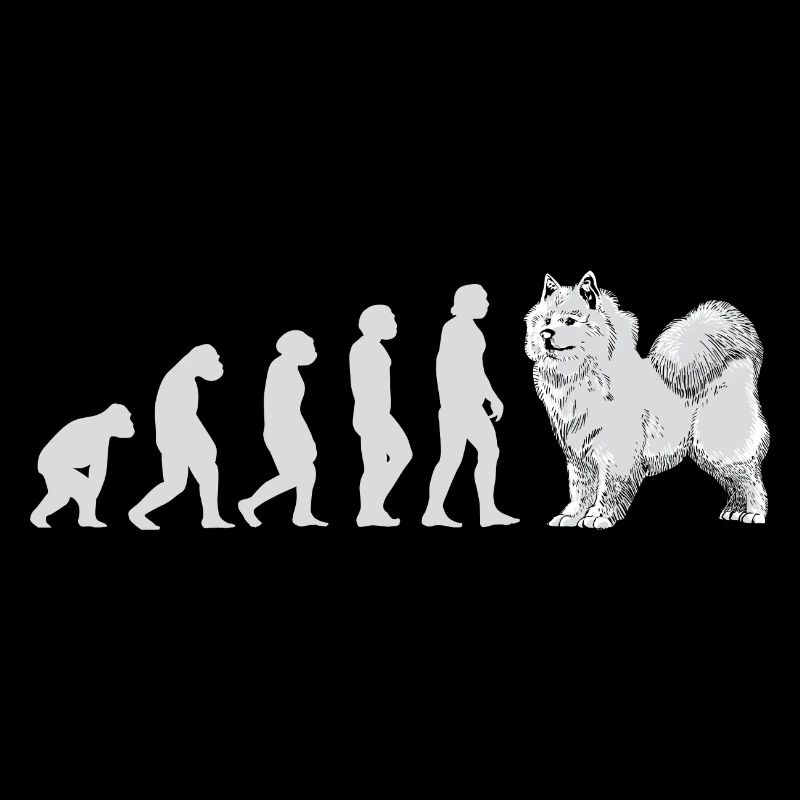 Évolution Samoyède