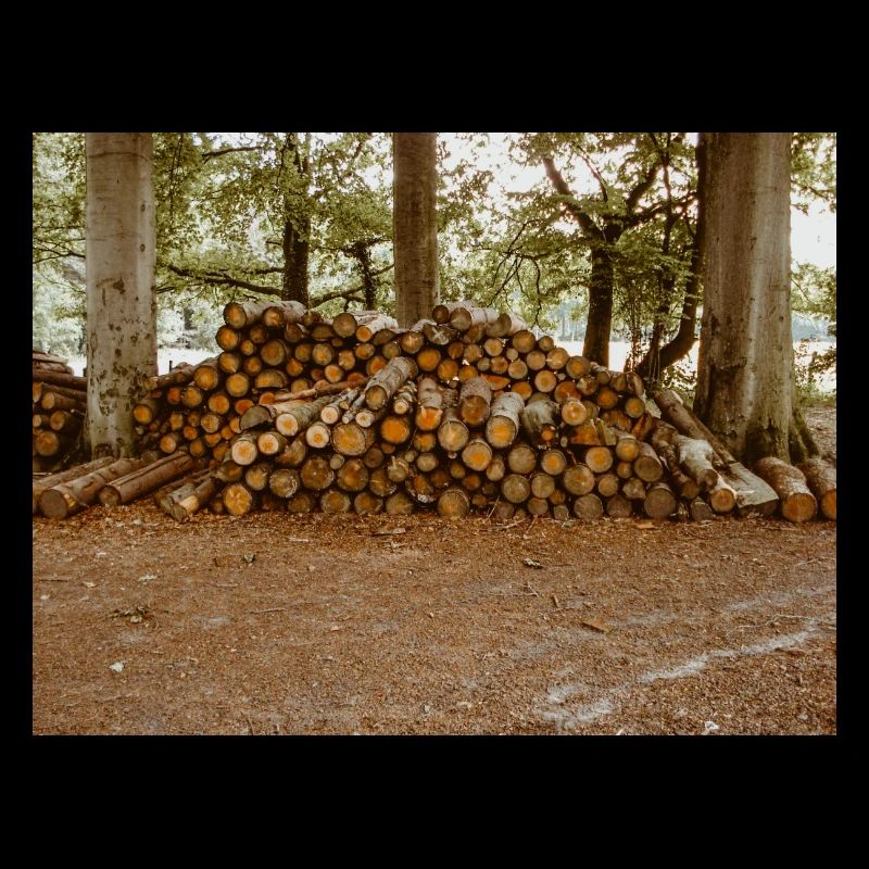 Holz im Wald