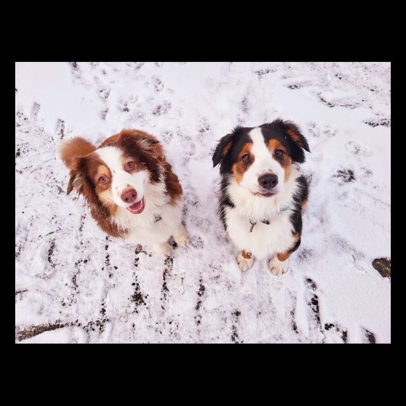 Australian Shepherd
