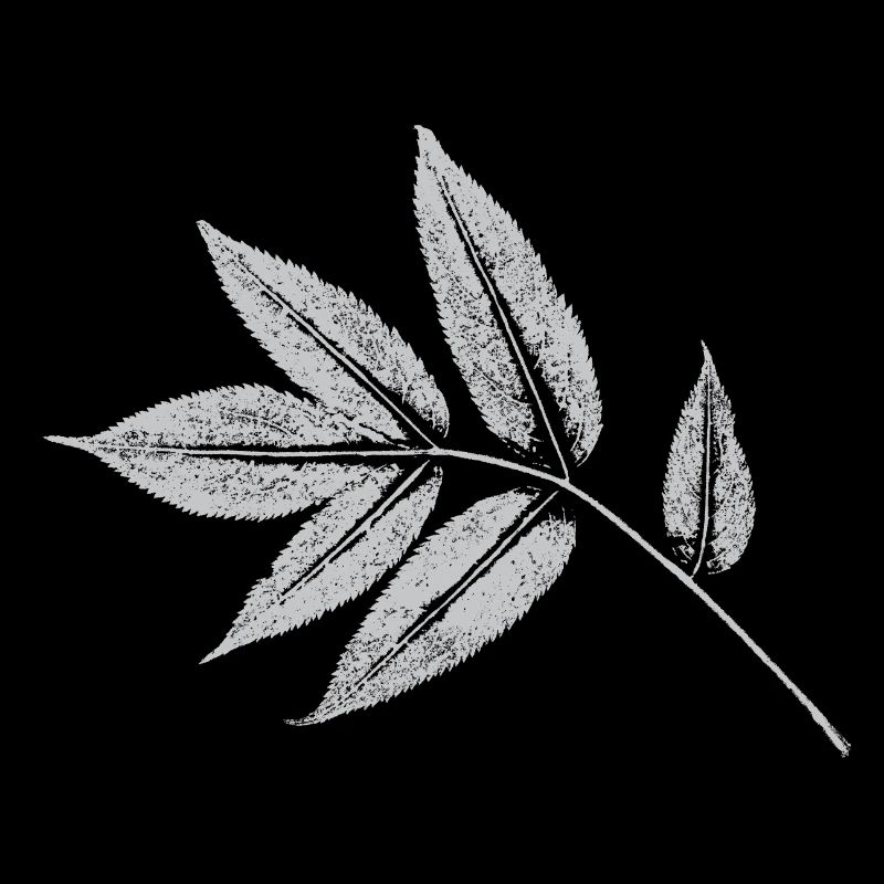 Leaf Ash - Nature & Forest Botanical