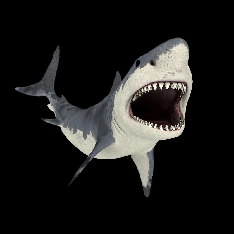 Great white shark on the hunt