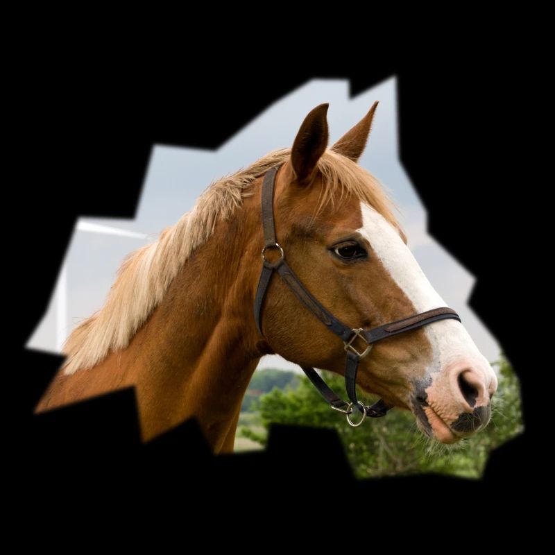 Cheval. Cheval.