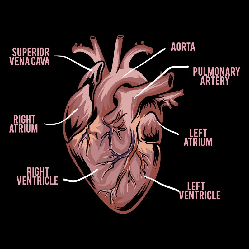 Herz Anatomie - Anatomie eines Herzens