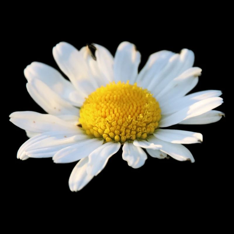 Marguerite fleur blanche Fleur d’oie