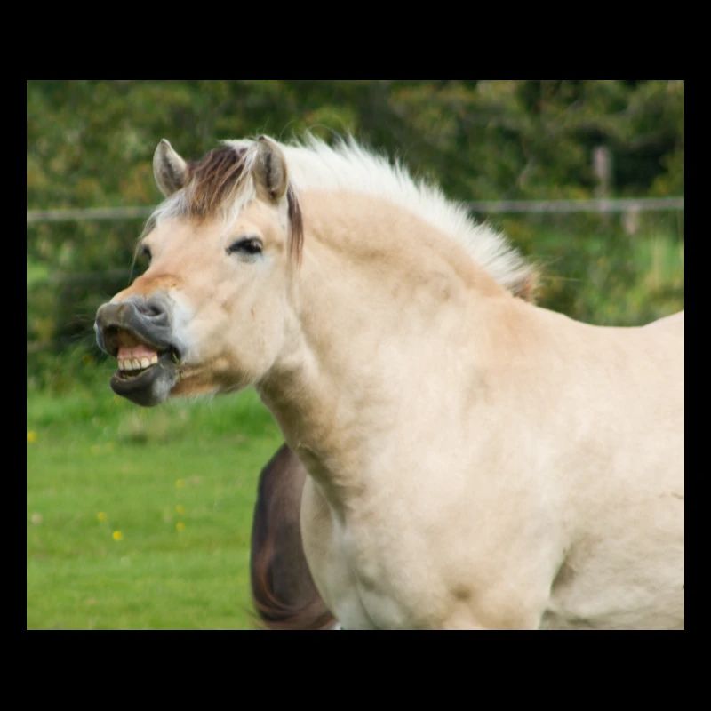 Cheval. Cheval.