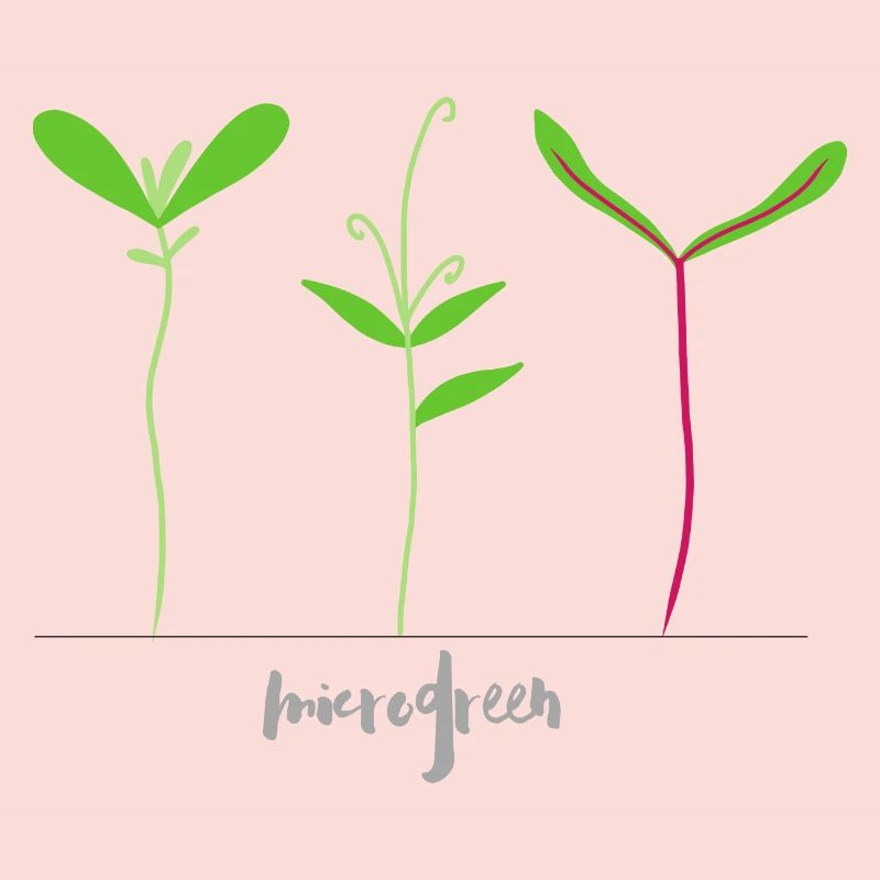 Mikrotriebe - Microgreen