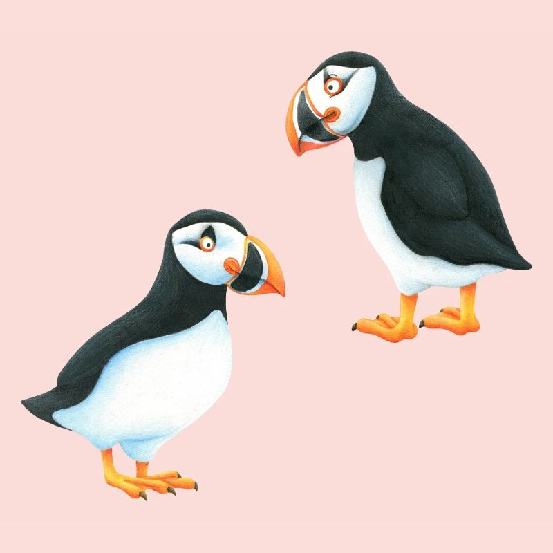 Puffin
