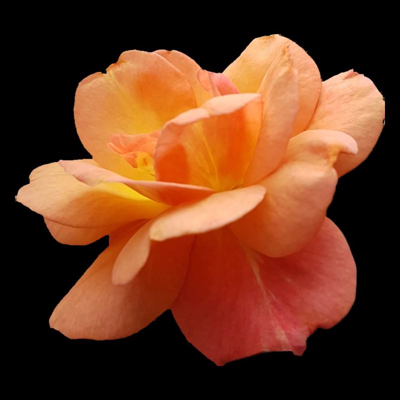 Fleurs,Fleur,Printemps,Fleurs,Tulipes,Roses