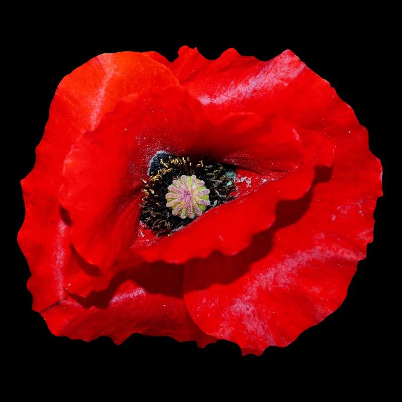 Poppy