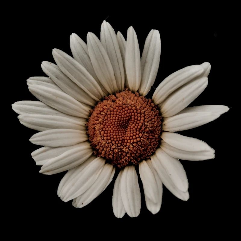 Margerite