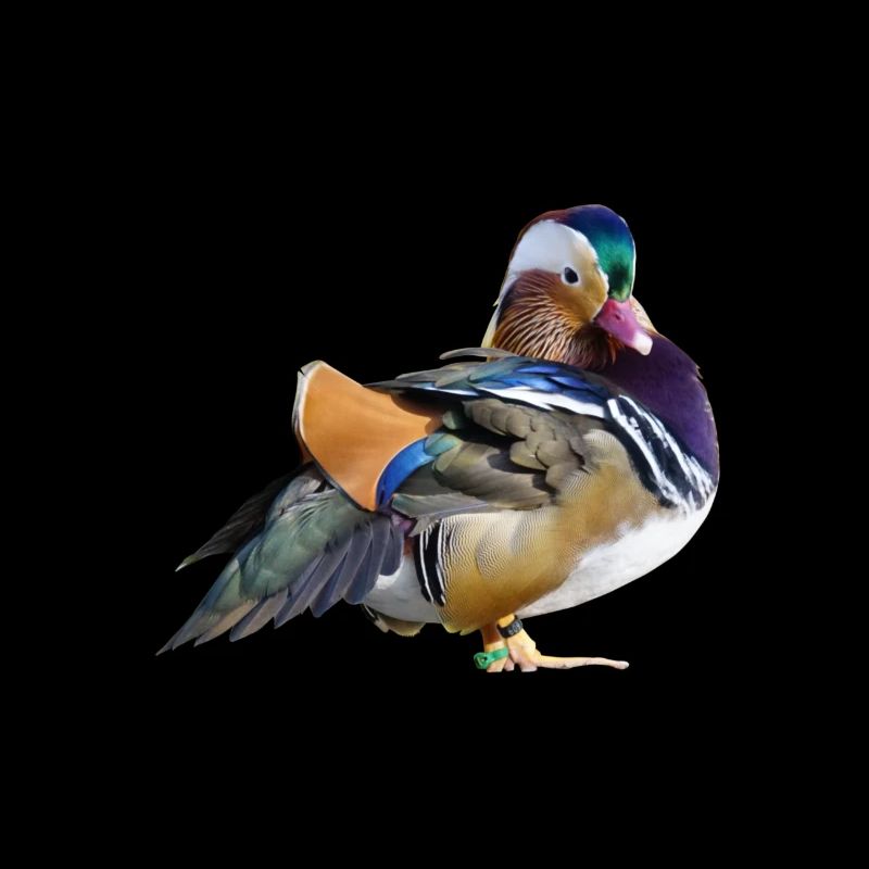 duck