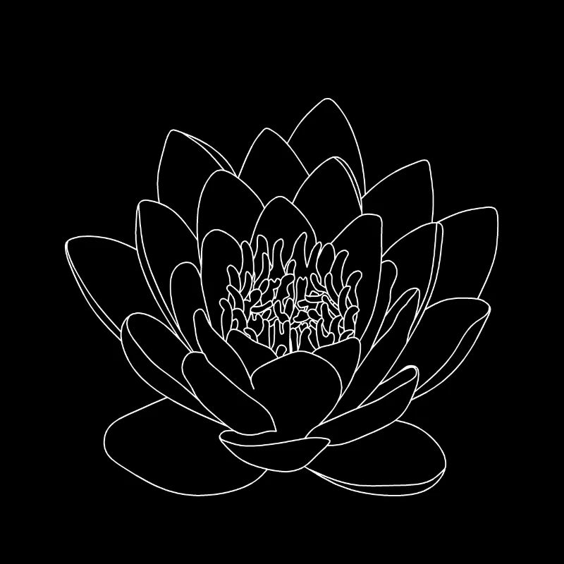 Nénuphar Fleurs Fleur Rose