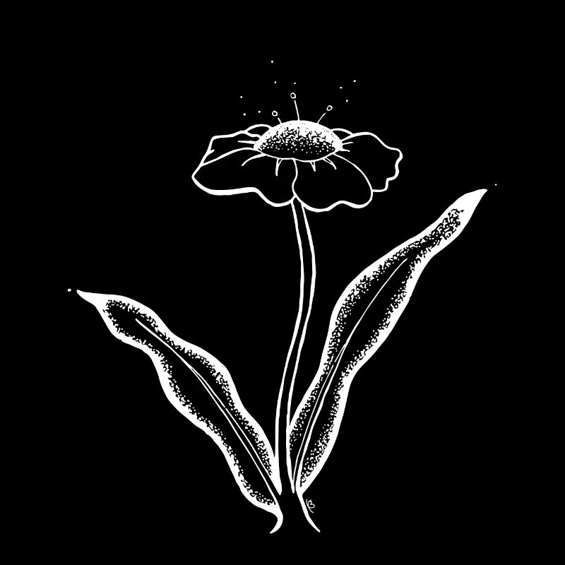 OPLA Blanche : Small imaginary flower drawing