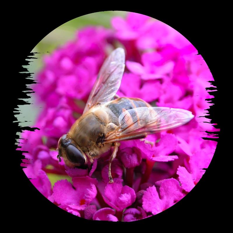 Sans insectes, il n’y a pas de pollinisation