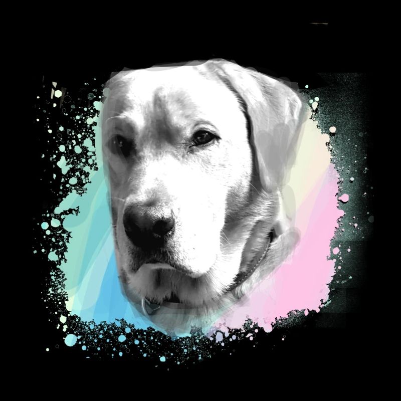 Labrador, Golden Retriever, graffit, malerei