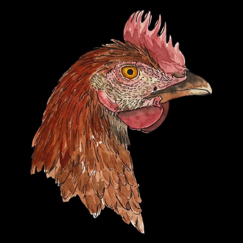 Poule Rhode Iceland Red Farmer Farmer