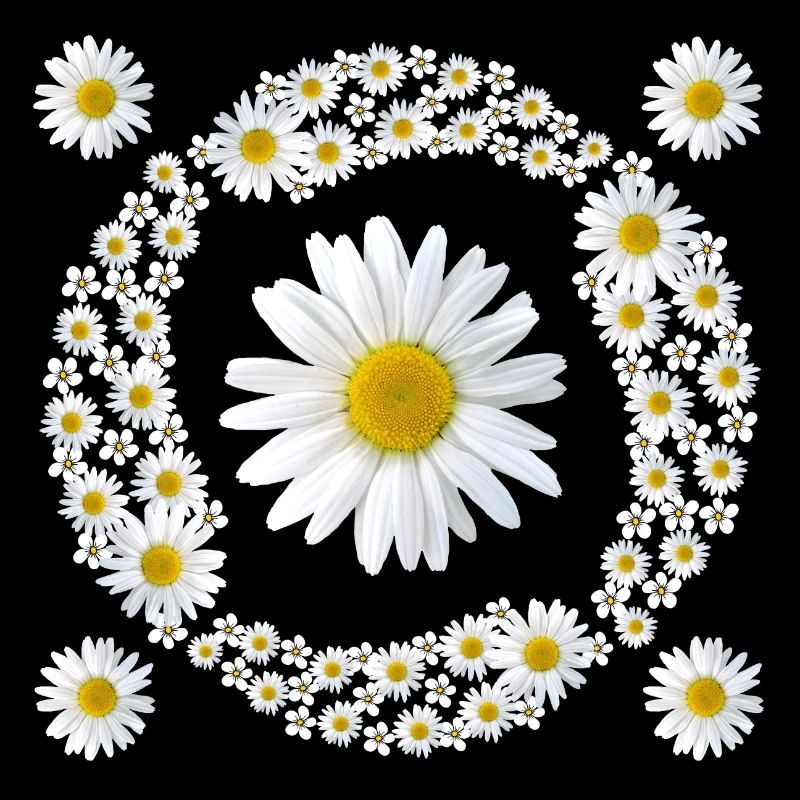 Daisies Daisies Floral Pattern Blossom Floral