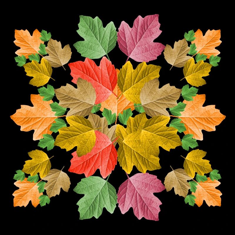 feuilles colorées dans le feuillage d’automne feuille d’un arbre