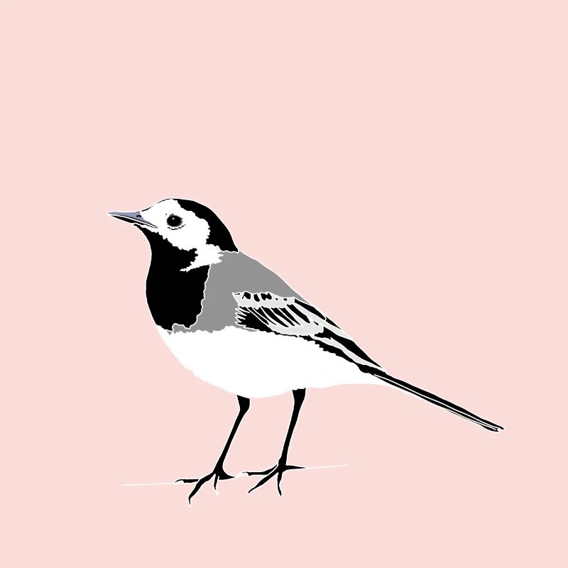 Wagtail